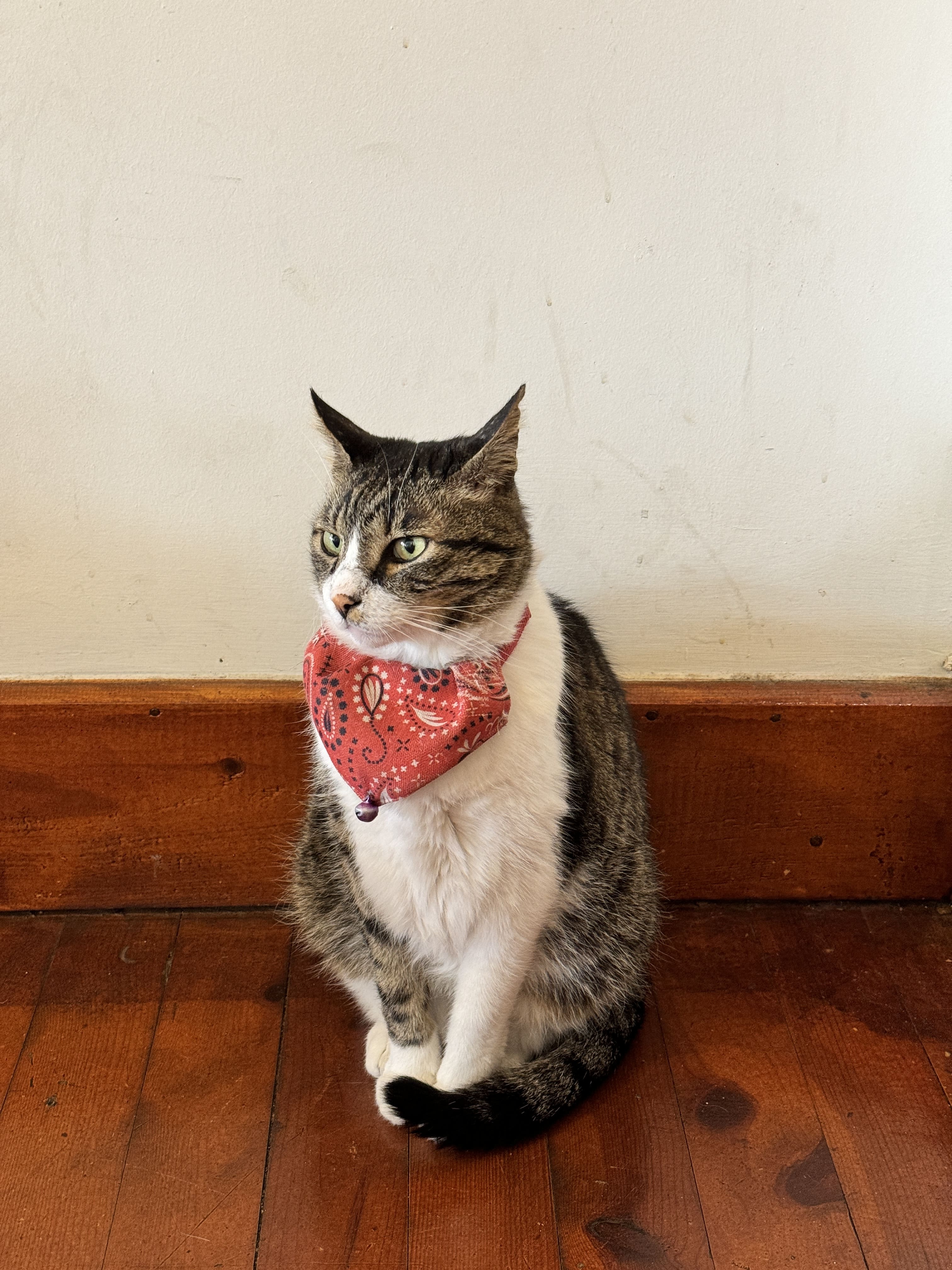 Istanbul street cat with bandana
