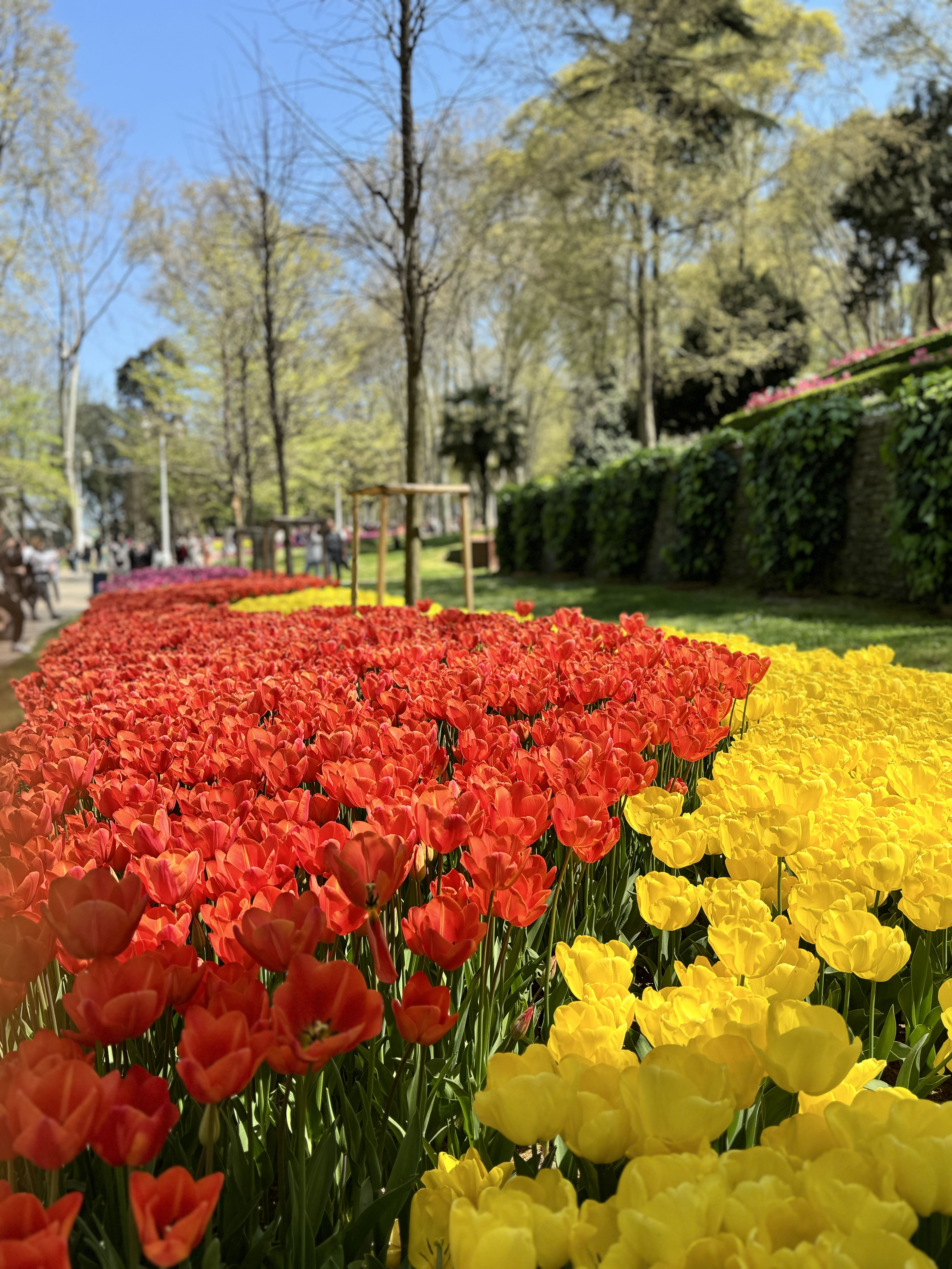 Istanbul tulip festival Gulhane Park April