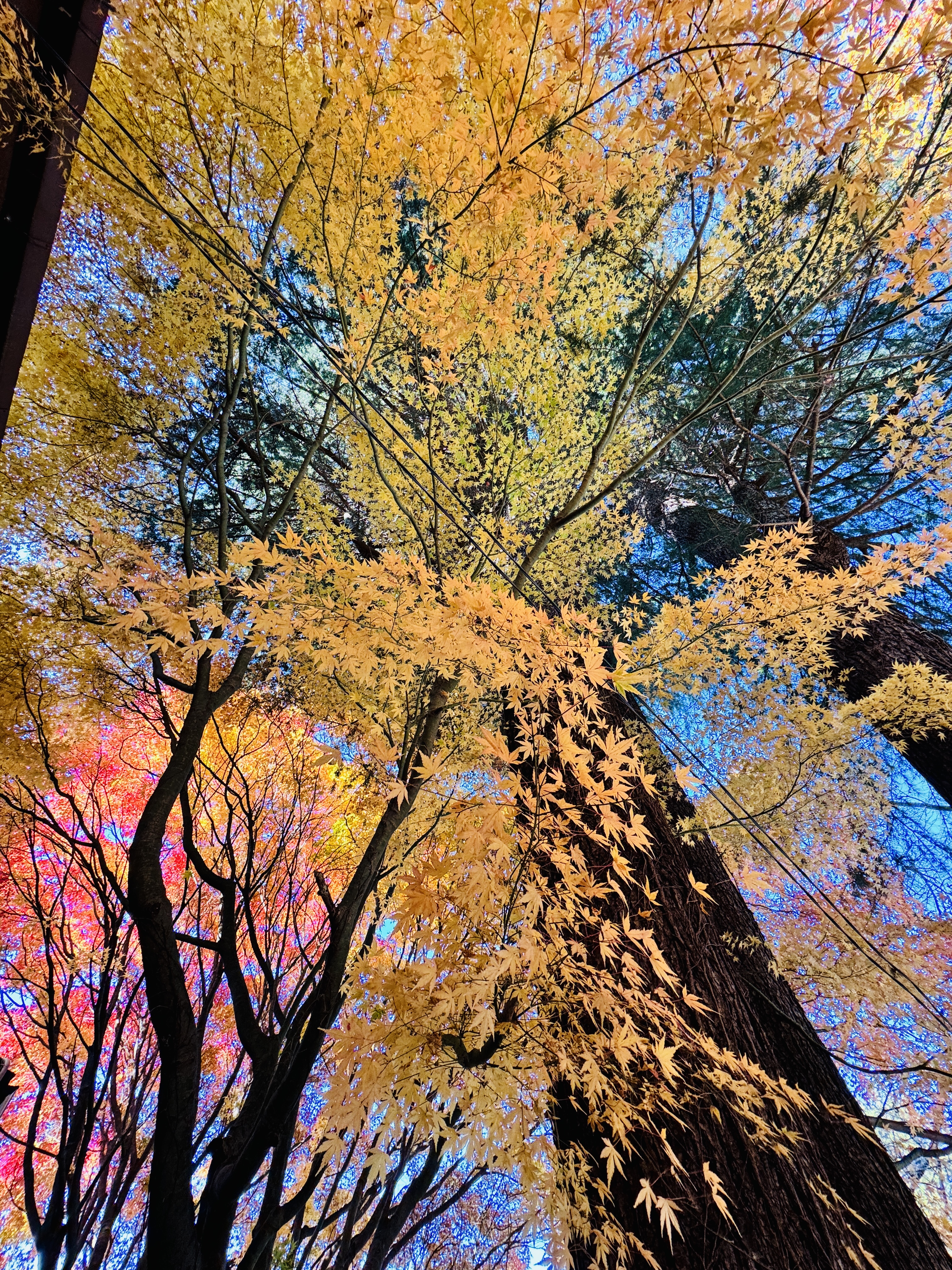 Autumn maple canopy Japan