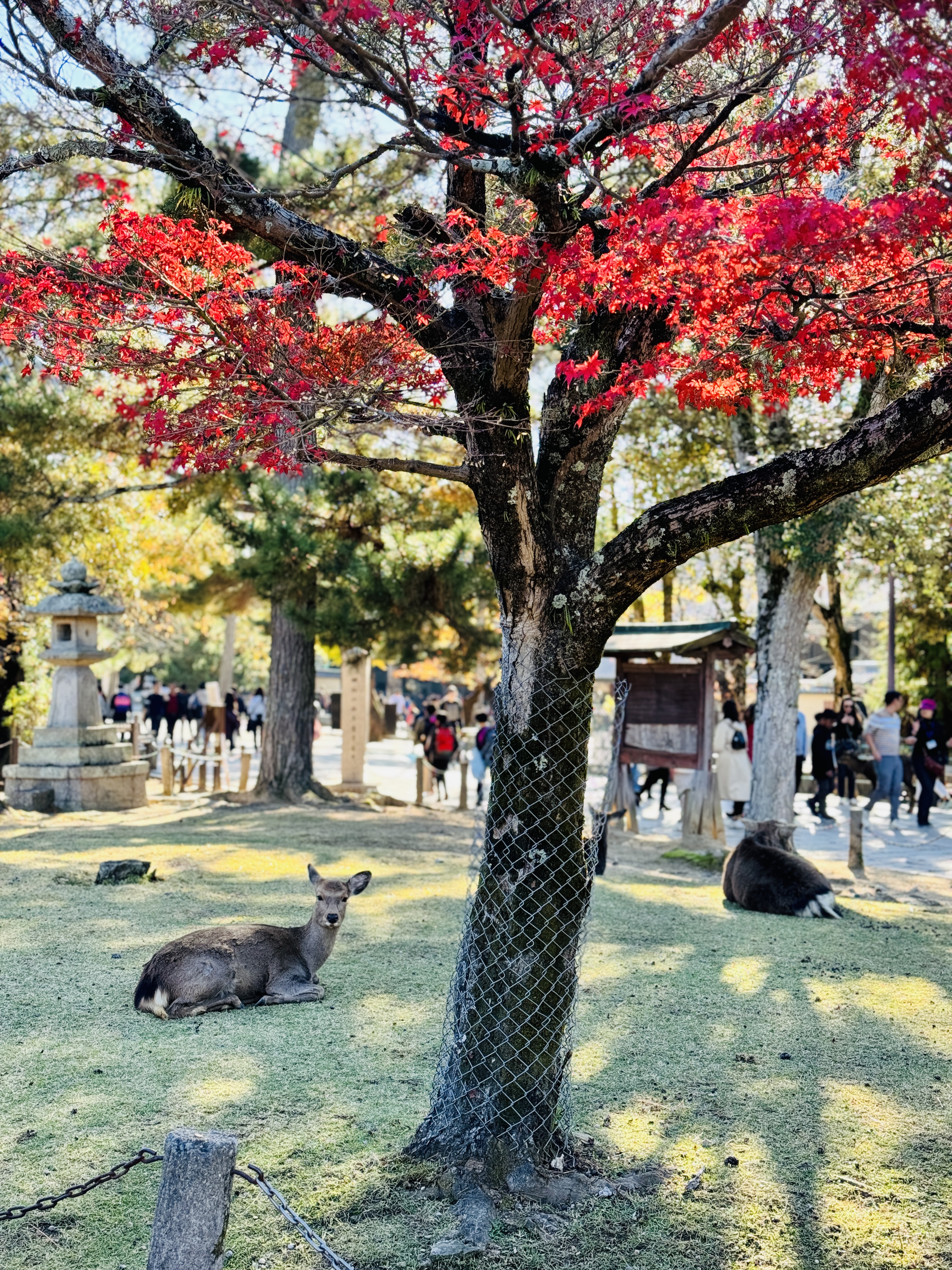 Deer under red maple Nara